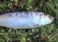 Alosa kessleri pontica