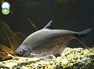 ماهی سیم کندپوزه