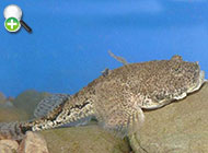 گاوماهی ستاره‌ای