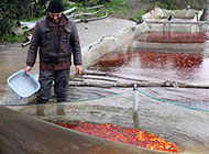 پرورش کاراس به عنوان ماهی سفره عید در سنگر گیلان