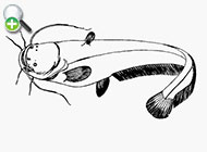 ماهی اسبله