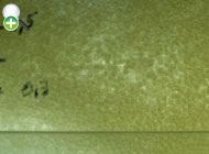 سوف معمولی