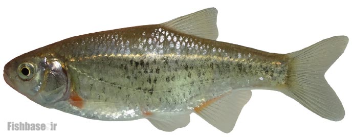 ماهی خیاطه دجله