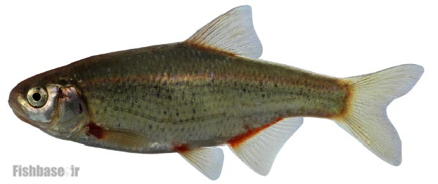 ماهی خیاطه نمک