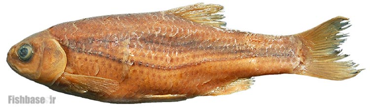 ماهی خیاطه ارومیه