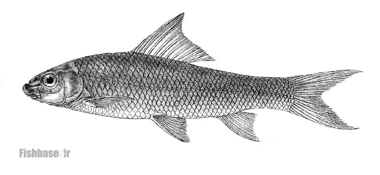 کپور مشخیل