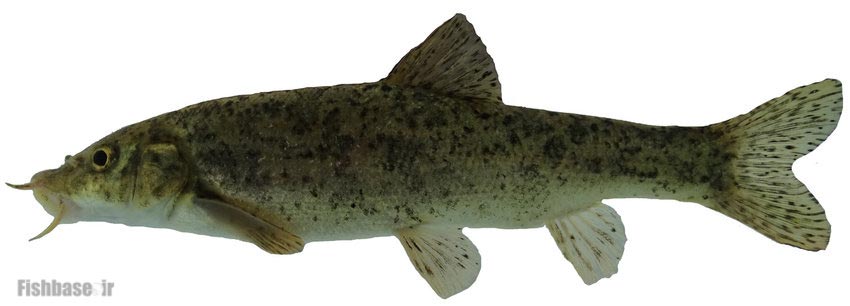 سس‌ماهی کارون