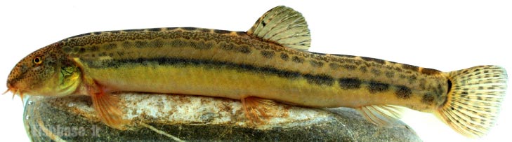 رفتگرماهی ابن سینا