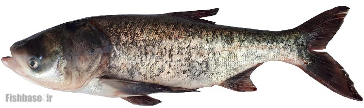 ماهی کپور سرگنده