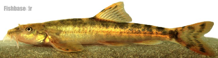 سگ‌ماهی کورا