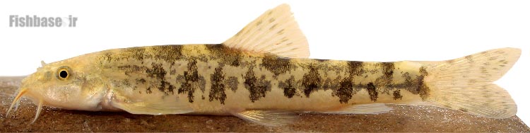 سگ‌ماهی پارسی