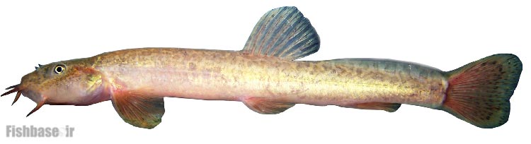 لوچ تاجدار بشار