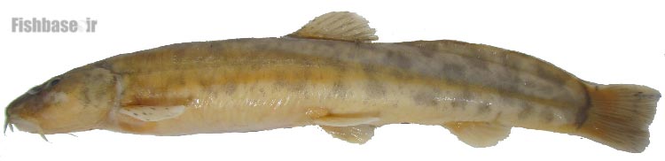 لوچ تاجدار سیستان