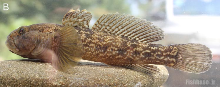 گاوماهی هیرکانی