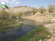 عروس‌ماهی پرسیس