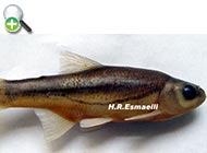 ماهی خیاطه