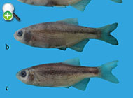 ماهی خیاطه کد