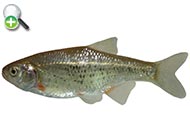 ماهی خیاطه دجله