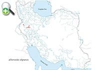 ماهی خیاطه دجله