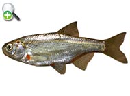 ماهی خیاطه نمک