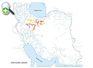 ماهی خیاطه نمک
