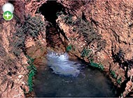 ماهی خیاطه قناتی