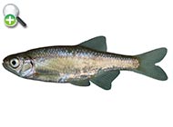 ماهی خیاطه نواردار