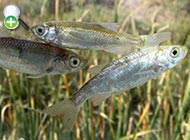ماهی خیاطه نواردار