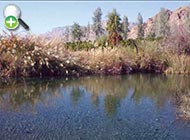 ماهی سیکلید گورخری