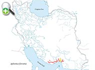 گونه گورماهی بدون پولک ایرانی