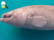 گونه گورماهی گنو