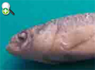 گونه گورماهی گنو