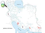 گونه گورماهی کُر