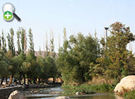 گونه گورماهی کویر
