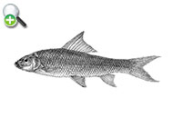 کپور مشخیل