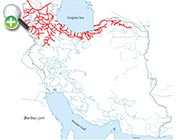 سس‌ماهی کورا