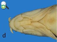 سس‌ماهی کارون
