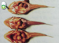 گاوماهی بچه‌قورباغه‌ای