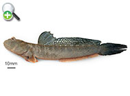 گل‌خورک یال‌دار