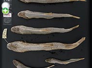 سیاه‌ماهی خاردار