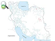 سیاه‌ماهی قناتی