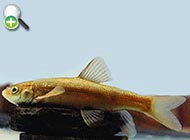 سیاه‌ماهی قناتی