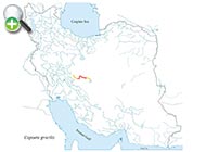 سیاه‌ماهی اصفهان