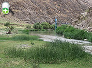سیاه‌ماهی شجریان