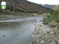 سیاه‌ماهی دجله