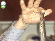 مکِش در مارماهی دهان گرد خزر