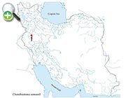 ماهی کپور پوزه‌دار اسماعیلی
