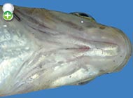 ماهی کپور پوزه‌دار اسماعیلی