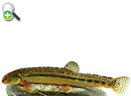 رفتگرماهی ابن سینا