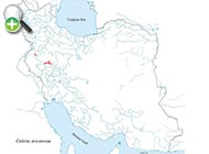 رفتگرماهی ابن سینا